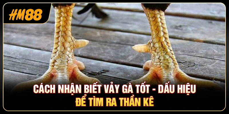 Cách Nhận Biết Vảy Gà Tốt