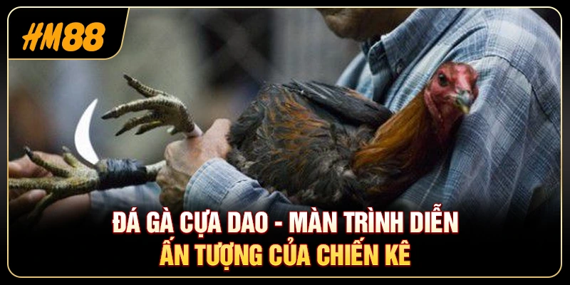Đá Gà Cựa Dao