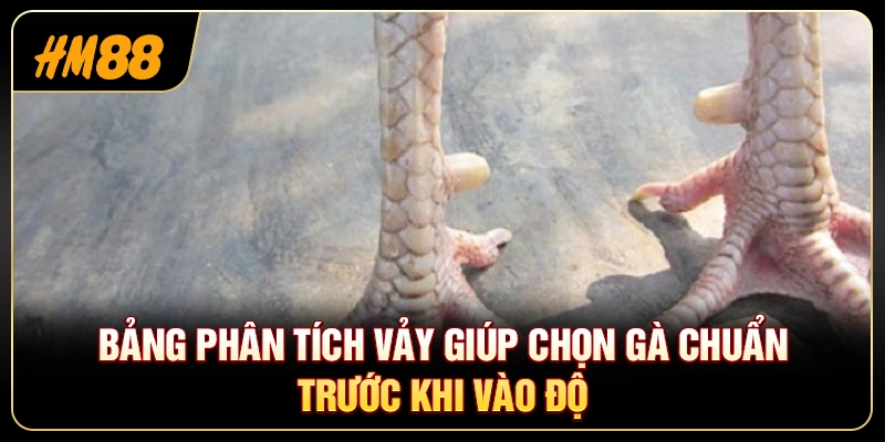 Cách Nhận Biết Vảy Gà Tốt