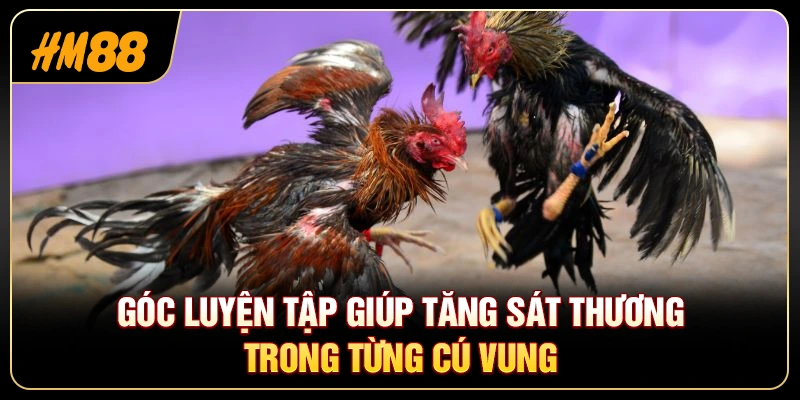 Đá Gà Cựa Dao