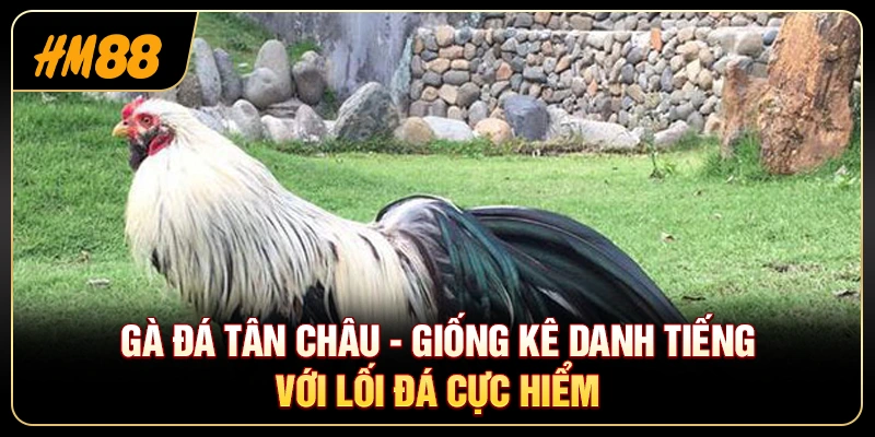 Gà Đá Tân Châu