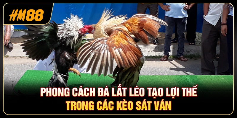 Gà Đá Tân Châu
